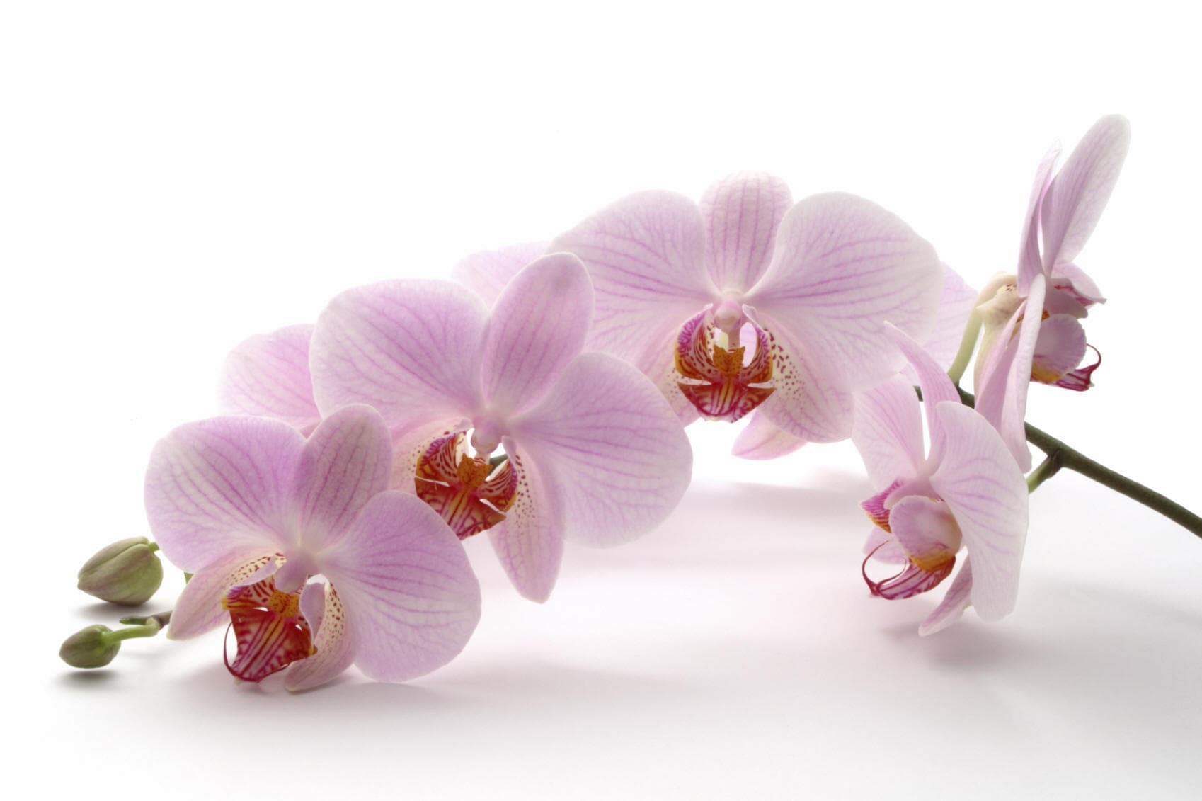 Микропилинг + Микростимуляция + LPG массаж лица